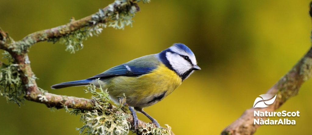 Scotland’s nature agency NatureScot were looking for a SharePoint-based intranet solution as part of their long-term digital transformation strategy.